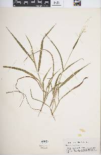 Ehrharta longiflora image