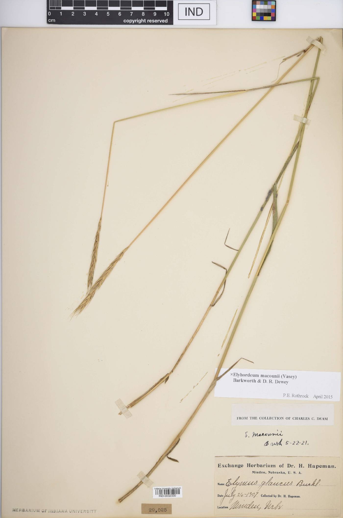x Elyhordeum macounii image