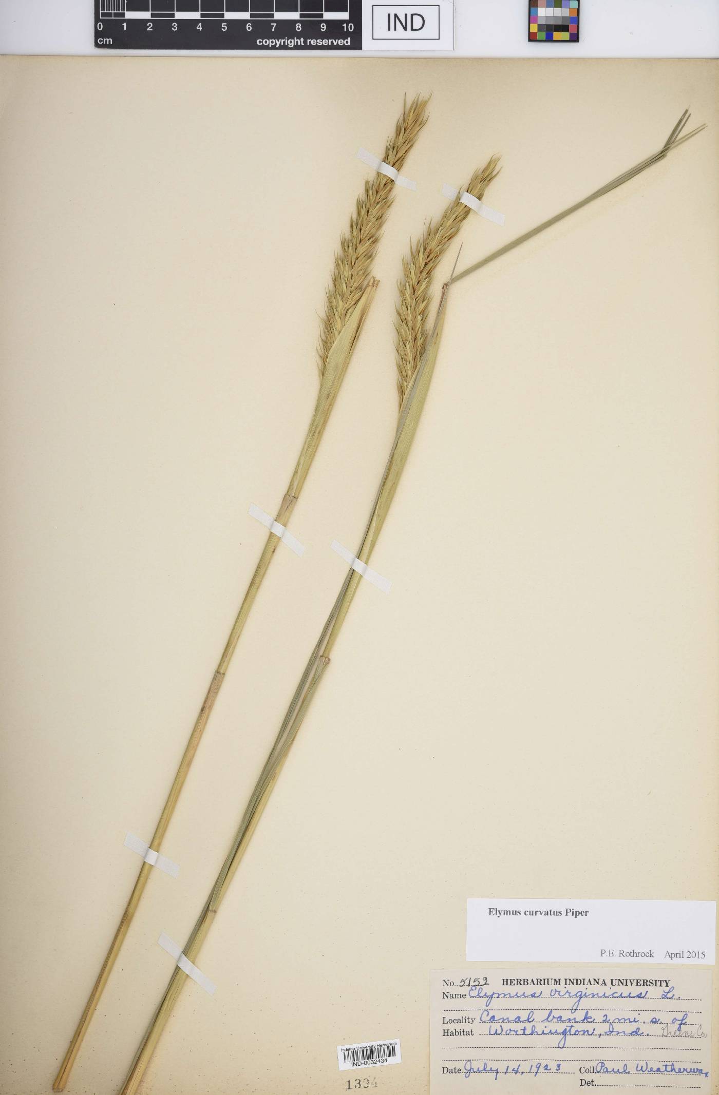 Elymus curvatus image