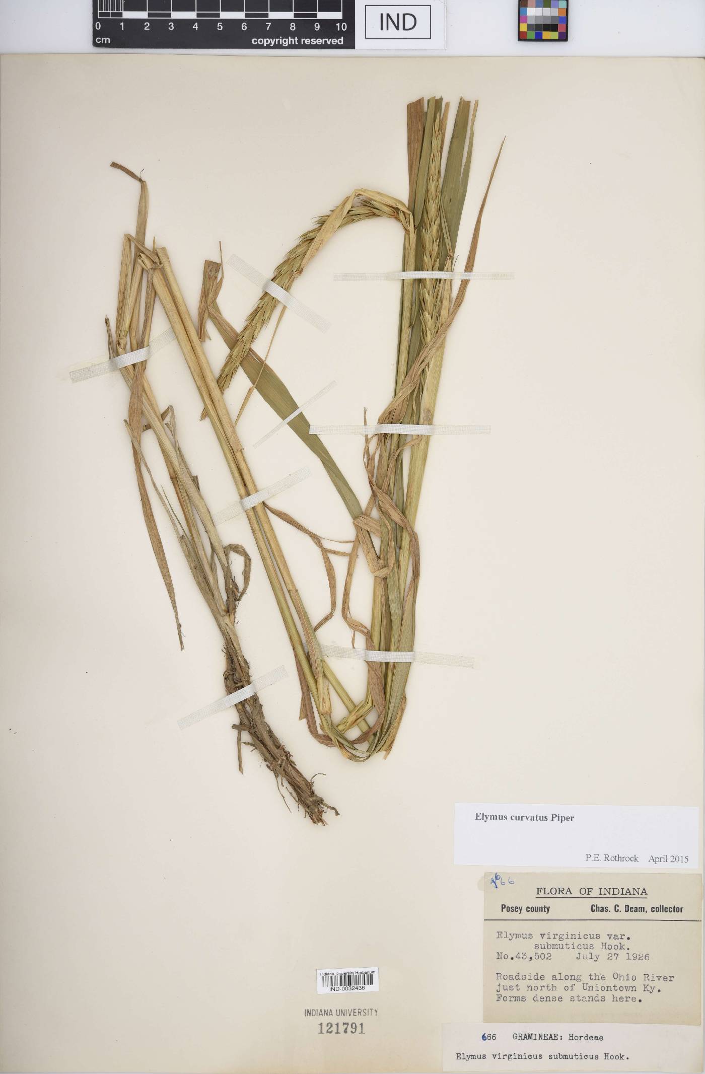 Elymus curvatus image