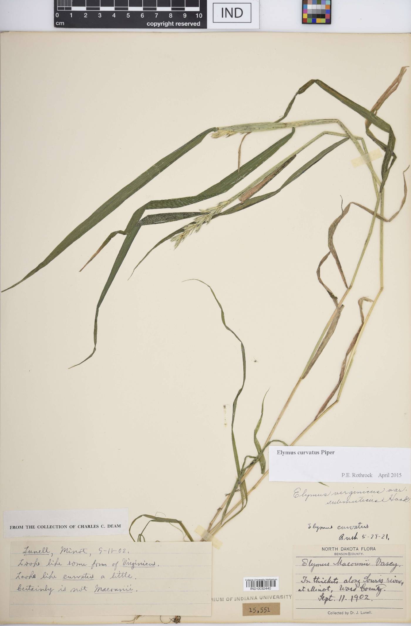 Elymus curvatus image