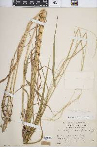 Elymus diversiglumis image