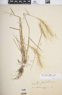 Elymus elymoides subsp. californicus image