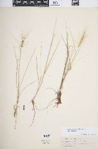 Elymus elymoides subsp. elymoides image