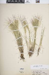 Elymus elymoides subsp. elymoides image