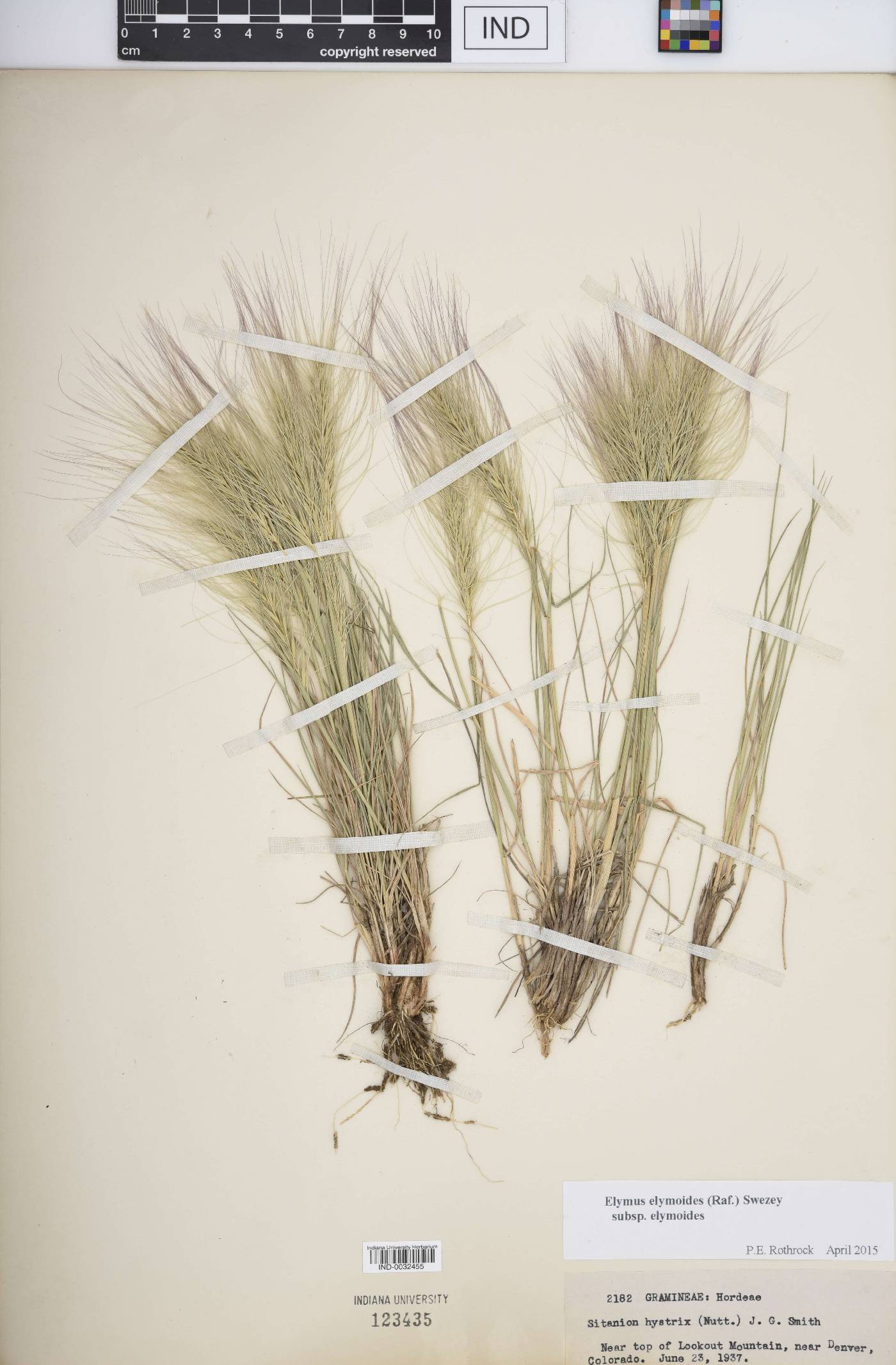 Elymus elymoides subsp. elymoides image