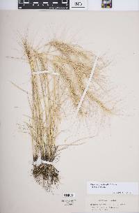 Elymus elymoides subsp. elymoides image