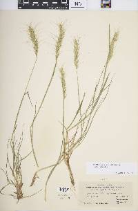 Elymus scribneri image