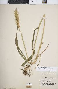 Elymus glabriflorus image