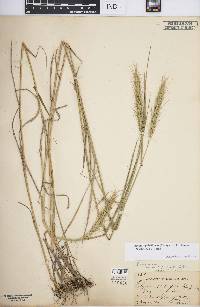 Elymus glabriflorus image