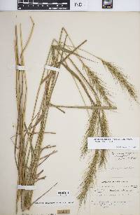 Elymus glabriflorus image