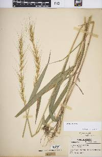 Elymus hystrix image