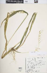 Elymus hystrix image