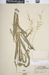 Elymus hystrix image