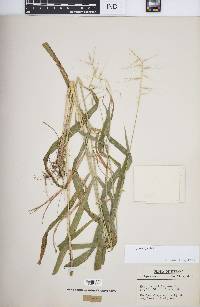 Elymus hystrix image