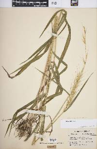 Elymus hystrix image