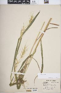 Elymus hystrix image