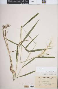 Elymus hystrix image