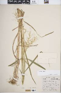 Elymus hystrix image