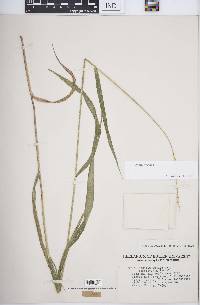 Elymus hystrix image