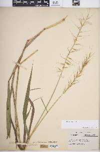 Elymus hystrix image