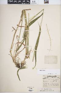 Elymus hystrix image