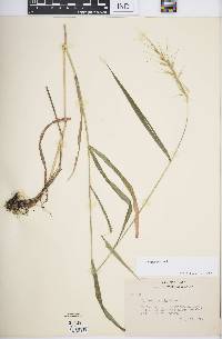 Elymus hystrix image