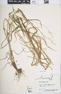 Elymus hystrix image