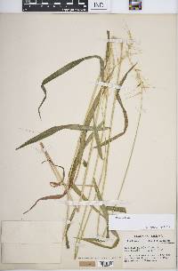 Elymus hystrix image