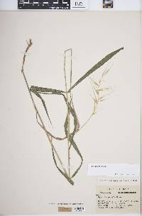 Elymus hystrix image