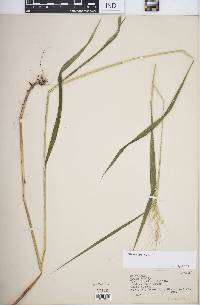 Elymus hystrix image