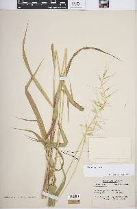 Elymus hystrix image