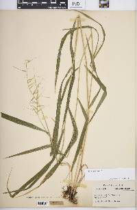 Elymus hystrix image