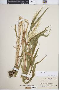 Elymus hystrix image