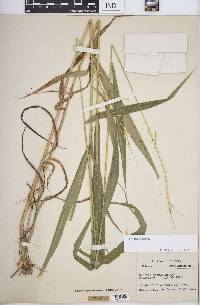 Elymus hystrix image