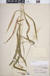 Elymus hystrix image