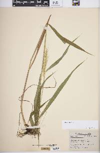 Elymus hystrix image