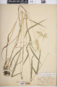 Elymus hystrix image