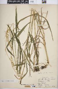 Elymus hystrix image