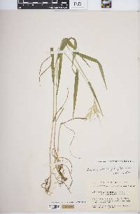 Elymus hystrix image