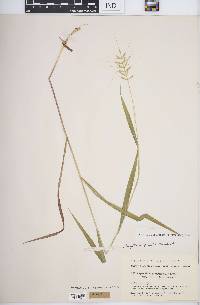 Elymus hystrix image