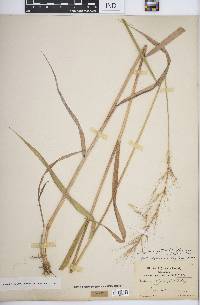 Elymus hystrix image