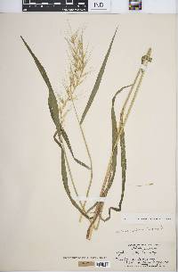 Elymus hystrix image