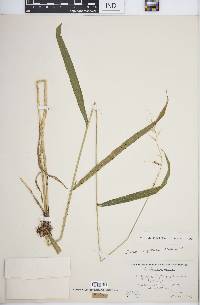 Elymus hystrix image