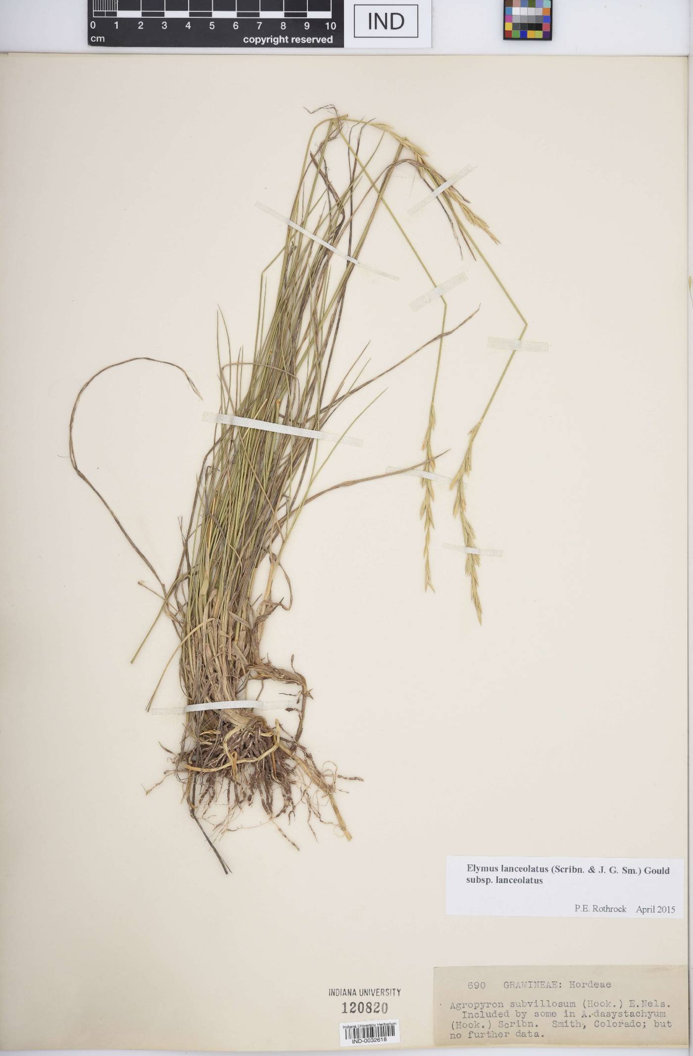 Elymus lanceolatus subsp. lanceolatus image