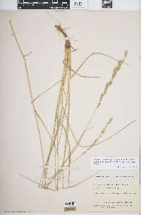 Elymus lanceolatus subsp. psammophilus image