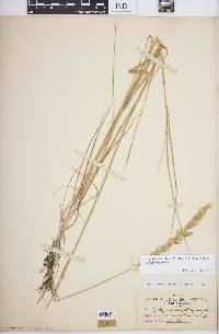 Elymus lanceolatus subsp. lanceolatus image