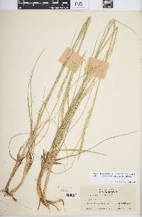 Elymus lanceolatus subsp. riparius image