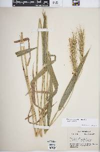 Elymus macgregorii image