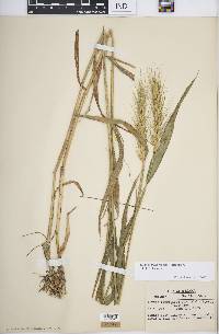 Elymus macgregorii image